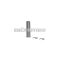 Malossi PISTON PIN 10x05x38 (C - P.CLIP) for PISTON